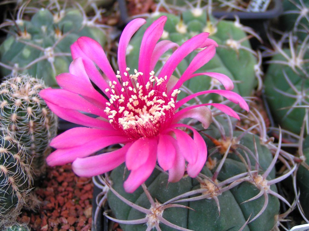 Gymnocalycium carminanthum